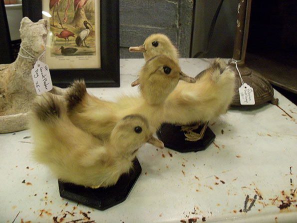 Stuffed Ducklings