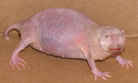 Troy hybrid animal